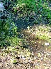 Pelophylax ridibundus