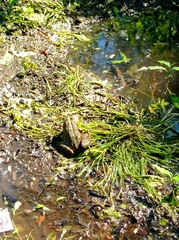 Pelophylax ridibundus