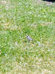 Motacilla alba