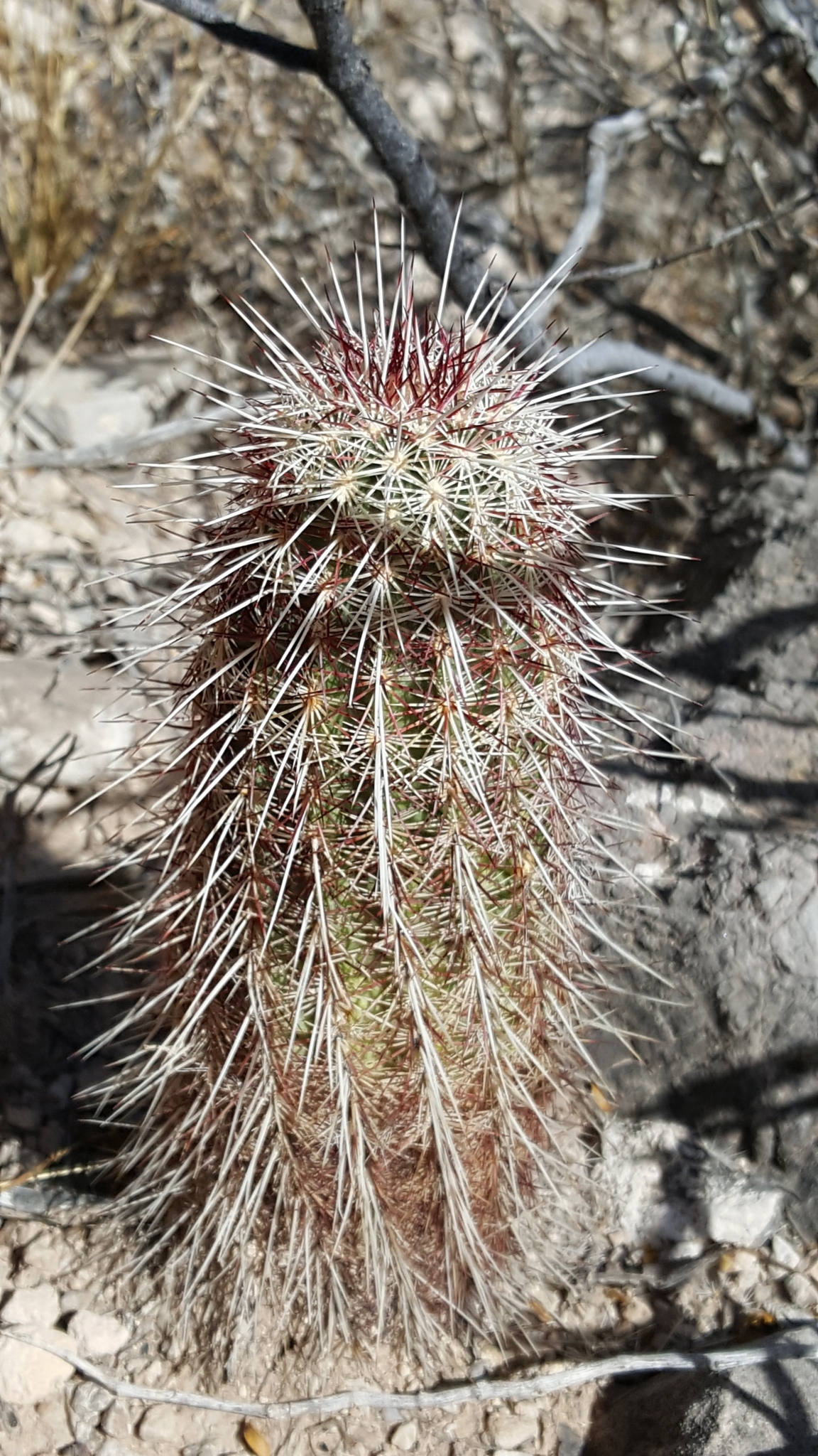 Texas Hedgehog Cactus (Echinocereus chloranthus)  iNaturalist