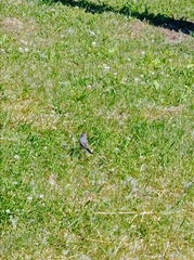 Motacilla alba