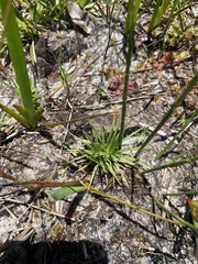 Syngonanthus flavidulus