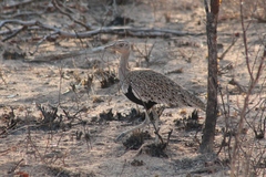 Eupodotis ruficrista