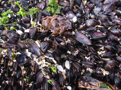 Brachidontes rodriguezii