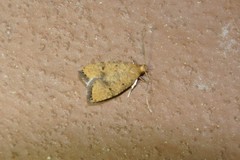 Psilocorsis quercicella