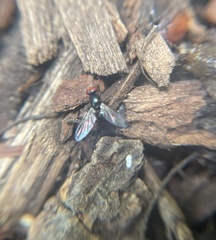 Seioptera vibrans