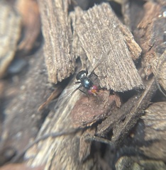 Seioptera vibrans