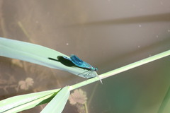 Calopteryx splendens