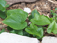 Typhonium roxburghii