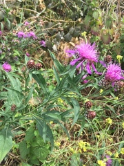 Centaurea jacea