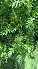 Tanacetum vulgare