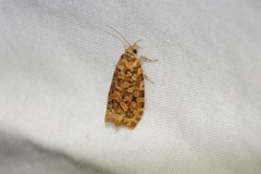 Olethreutes monetiferanum