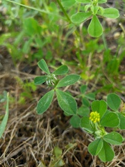 Trifolium leucanthum