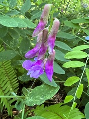 Lathyrus polyphyllus