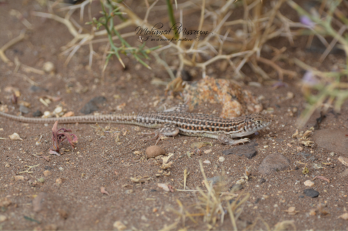 Bosc’s Fringe-toed lizard