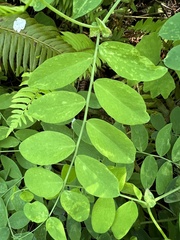 Lathyrus polyphyllus
