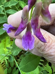 Lathyrus polyphyllus