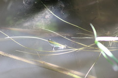 Calopteryx splendens