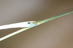 Calopteryx splendens