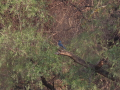 Aphelocoma woodhouseii