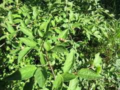 Cotoneaster obscurus