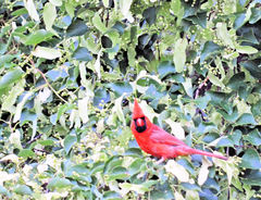 Cardinalis cardinalis