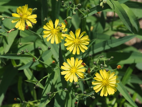 Ixeris chinensis iNat (2)