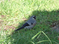 Pyrrhula owstoni