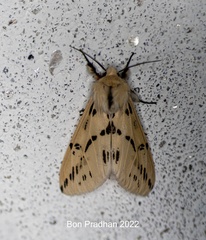 Lemyra stigmata