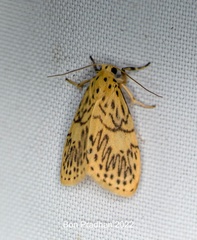 Pseudobarsine bombdilensis