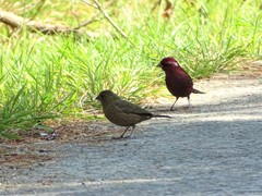 Carpodacus formosanus