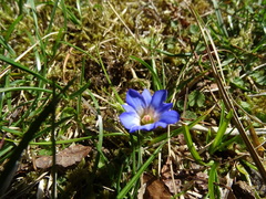 Gentiana arisanensis