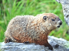 Marmota monax