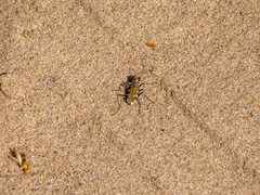 Cicindela soluta