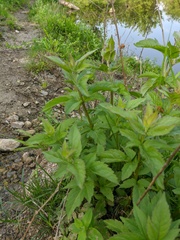 Eupatorium cannabinum