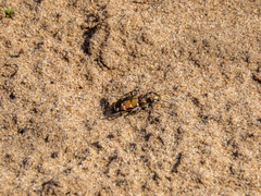 Cicindela soluta