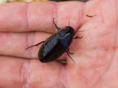 Dytiscus semisulcatus