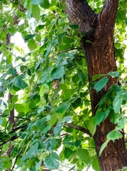 Passer montanus
