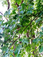 Passer montanus