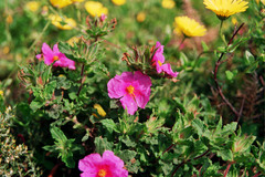 Cistus crispus