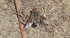 Paravilla hypoxantha