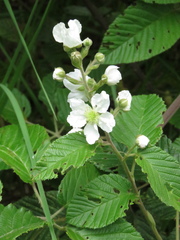 Rubus floribundus