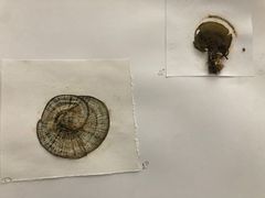 Padina pavonica