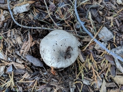 Pseudochitonia