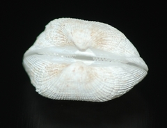 Arcopsis solida