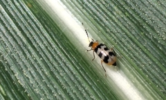 Paranapiacaba tricincta