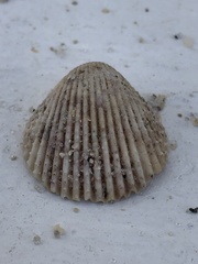 Dallocardia muricata