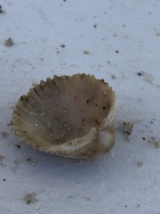 Dallocardia muricata