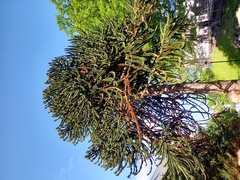 Araucaria araucana