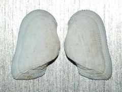 Arcopsis solida